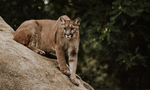 Mountain Lion